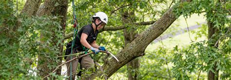 Professional Local Tree Trimming, Pruning & Removal Service Cape Co.
